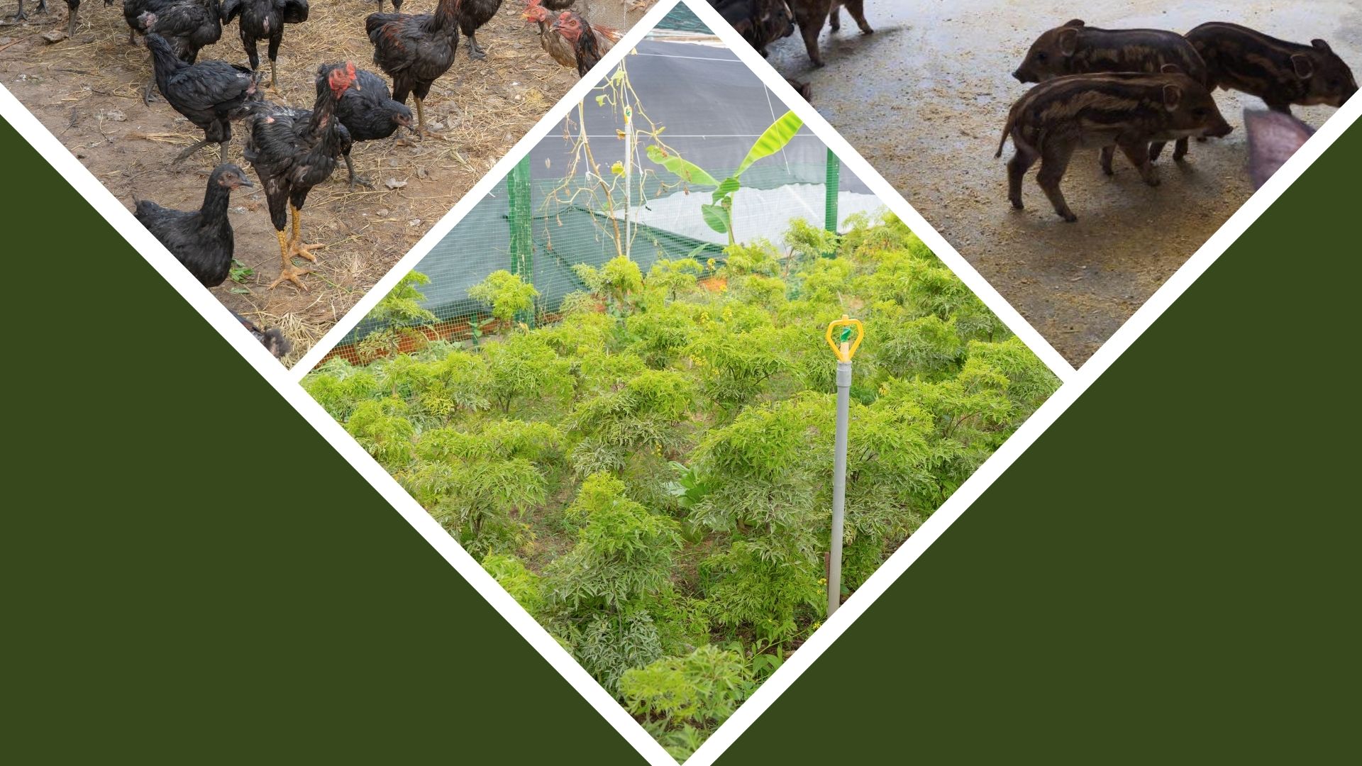 Hình ảnh minh họa