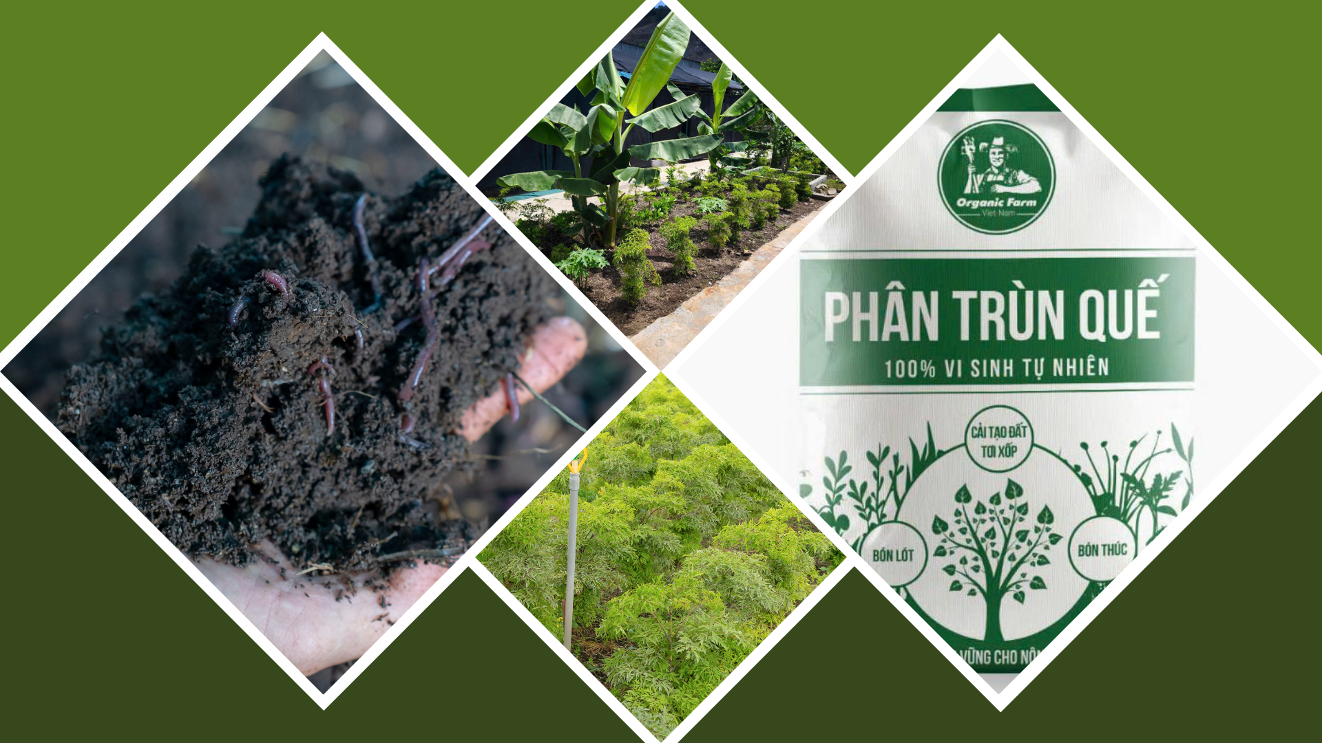 Hình ảnh minh họa