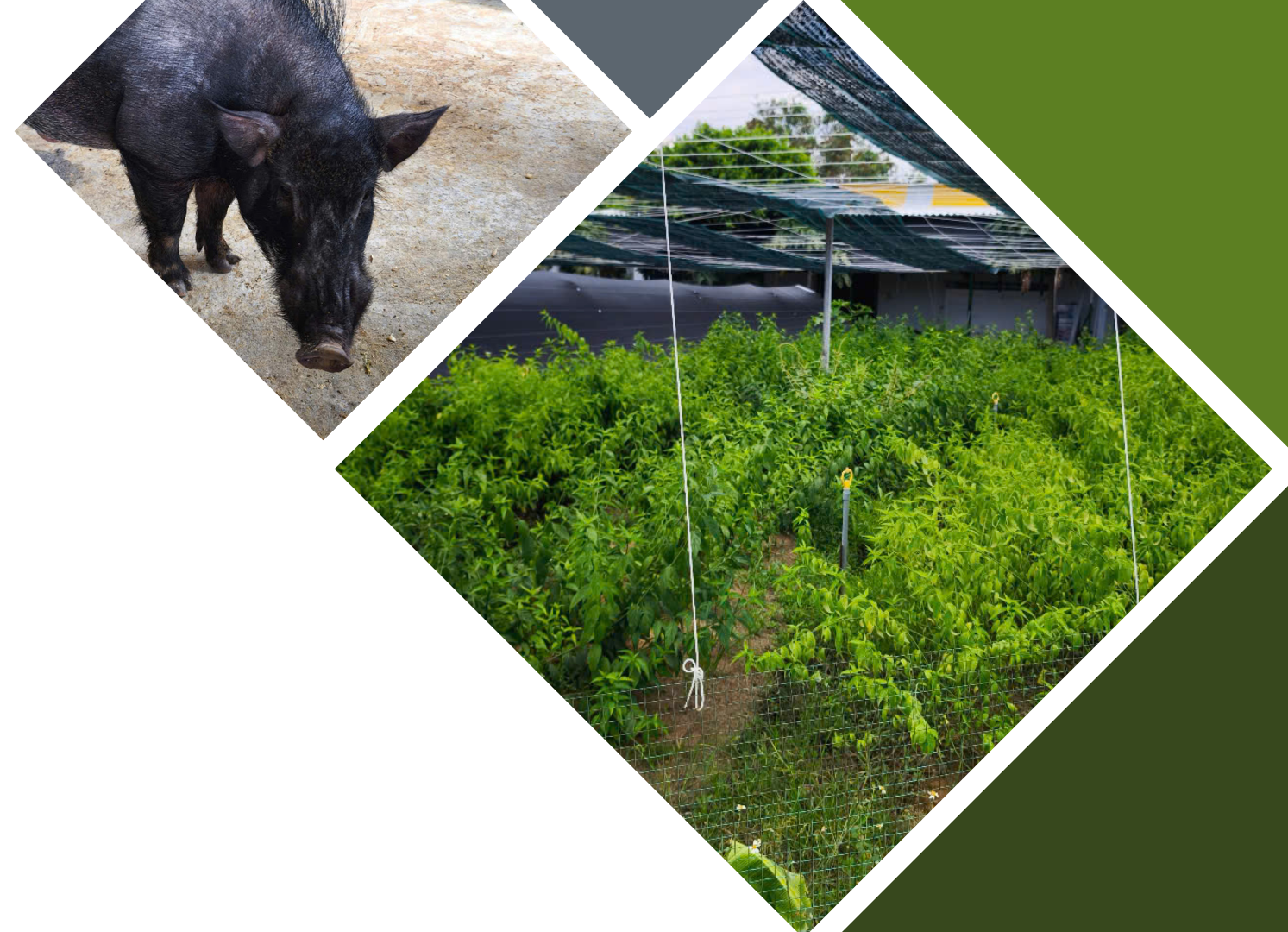 Hình ảnh minh họa